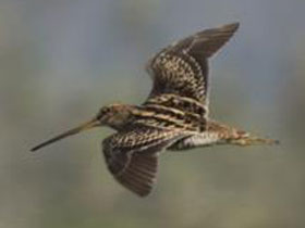 Смотреть фото Мадагаскарский бекас Фото Мадагаскарский бекас