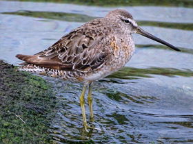 Американский бекасовидный веретенник Американский бекасовидный веретенник
