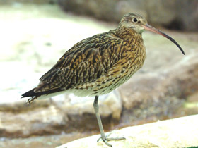 Смотреть фото Как животные лечатся Фото Как животные лечатся