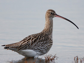 Фото Тонкоклювый кроншнеп