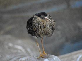 Смотреть фото Турухтан Фото Турухтан