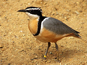 Смотреть фото Египетский бегунок Фото Египетский бегунок