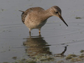 Смотреть фото Желтоногий улит Фото Желтоногий улит