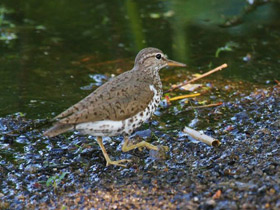 Смотреть фото Американский перевозчик Фото Американский перевозчик