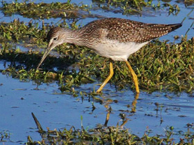 Смотреть фото Пёстрый улит Фото Пёстрый улит