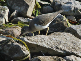 Смотреть фото Улит-отшельник Фото Улит-отшельник