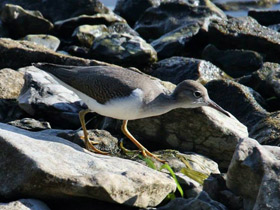 Смотреть фото Улит-отшельник Фото Улит-отшельник