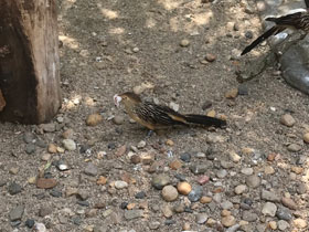 Смотреть фото Кайенская пигалица Фото Кайенская пигалица