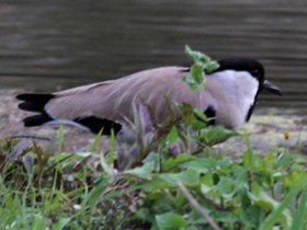 Фото Индийский чибис