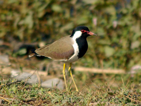 Фото Украшенный чибис