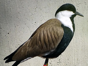 Фото Шпорцевый чибис