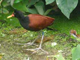 Смотреть фото Сережчатая якана Фото Сережчатая якана