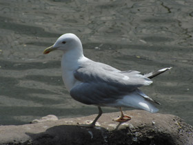 Смотреть фото Серебристая чайка Фото Серебристая чайка
