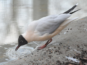 Фото Озёрная чайка