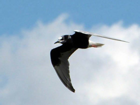 Смотреть фото Белокрылая крачка Фото Белокрылая крачка