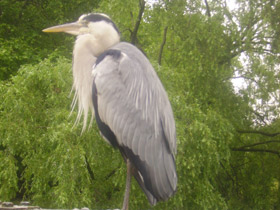 Фото Серая цапля