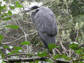 Фото Серая цапля
