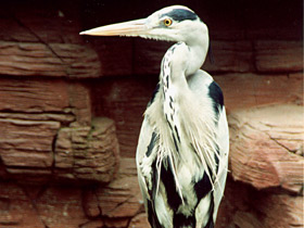 Фото Серая цапля