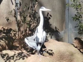 Фото Серая цапля