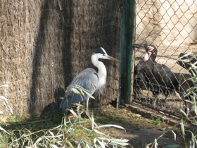 Фото Серая цапля
