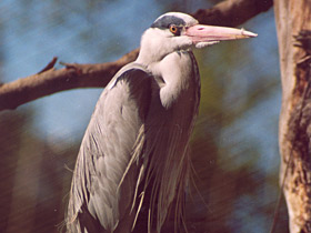 Фото Серая цапля
