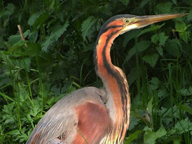 Фото Рыжая цапля