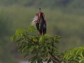 Фото Рыжая цапля