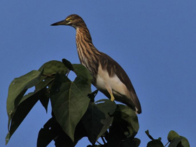 Фото Индийская желтая цапля