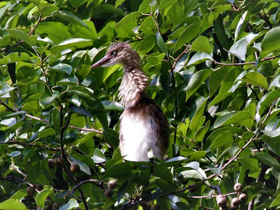 Фото Индийская желтая цапля