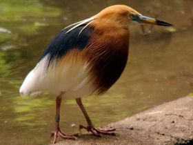 Фото Малайская желтая цапля