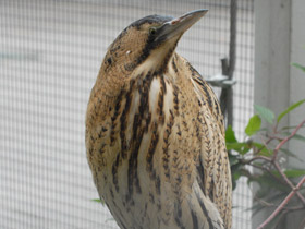 Фото Большая выпь