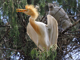 Фото Египетская цапля