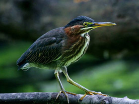 Фото Американская зелёная кваква