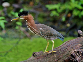 Фото Американская зелёная кваква