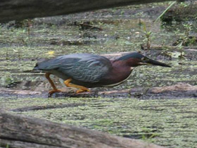 Фото Американская зелёная кваква