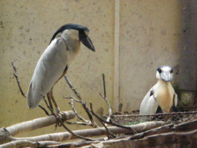 Фото Челноклюв