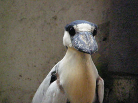 Фото Челноклюв