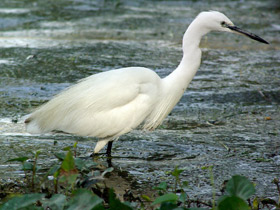 Фото Малая белая цапля