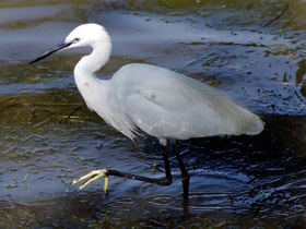 Фото Малая белая цапля