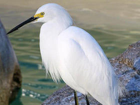 Фото Белая американская цапля