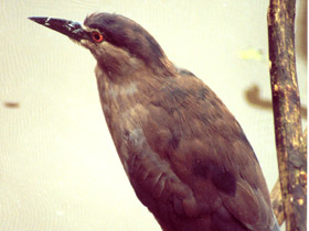 Фото Кваква