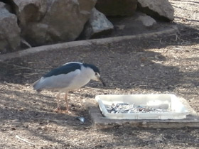 Фото Кваква