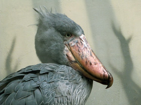 Фото Китоглав: башмак из башмаков