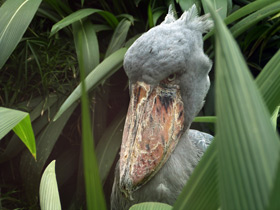 Фото Китоглав: башмак из башмаков