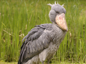 Фото Китоглав: башмак из башмаков