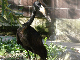 Фото Африканский аист-разиня