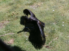 Фото Африканский аист-разиня