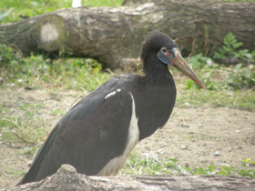 Фото Дождевой аист