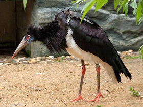 Фото Дождевой аист