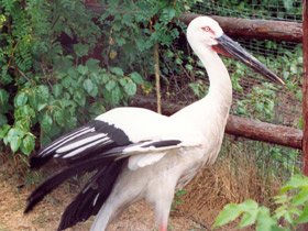 Фото Дальневосточный аист